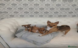 Chihuahua dogs for sale: Ready now 3 chihuahua boys looking for their home - Image 4