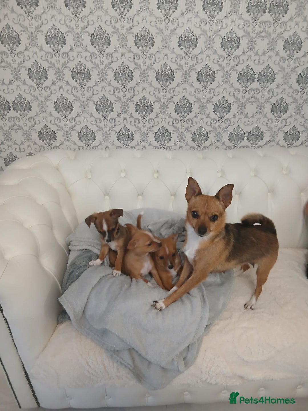Chihuahua dogs for sale: Ready now 3 chihuahua boys looking for their home - Image 4