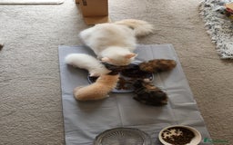 Ragdoll cats for sale: Beautiful Ragdoll Kittens  - Image 28