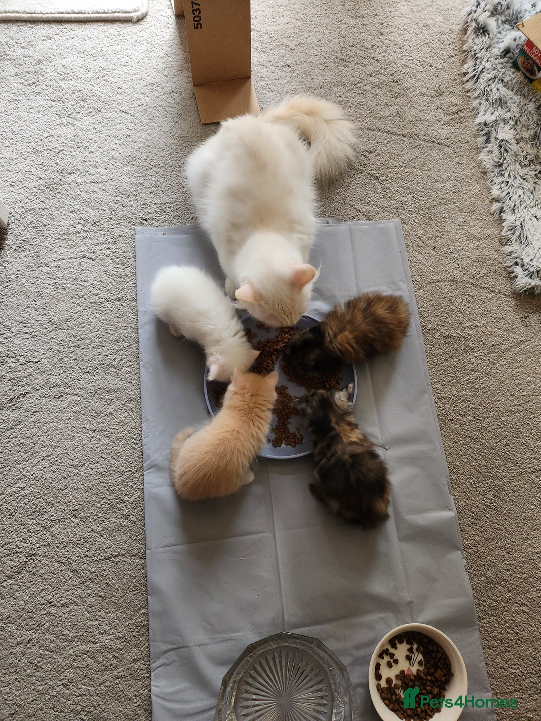 Ragdoll cats for sale: Beautiful Ragdoll Kittens  - Image 28