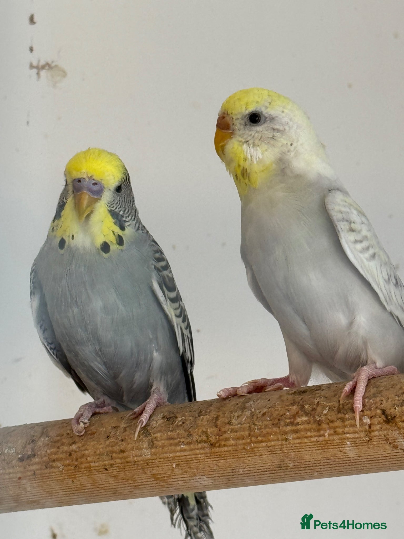 Budgerigars birds Young baby budgies, ready for new homes  - Advert 1