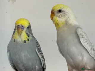 Budgerigars birds Young baby budgies, ready for new homes - Advert 1