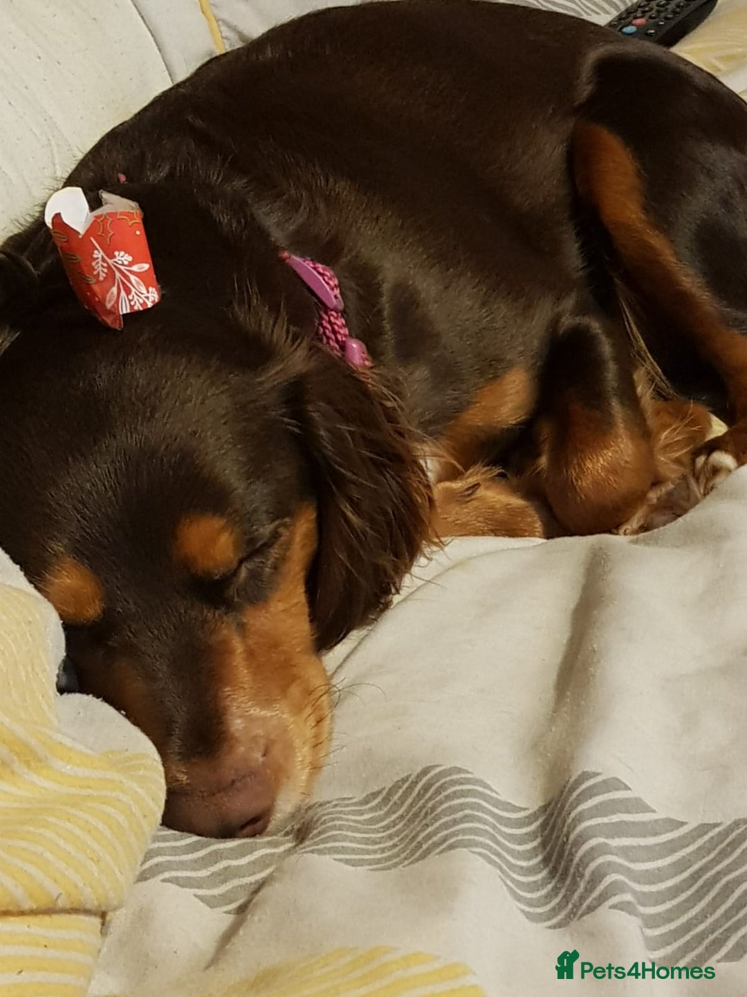 Cocker Spaniel dogs for sale: Two adult spaniels - Image 11
