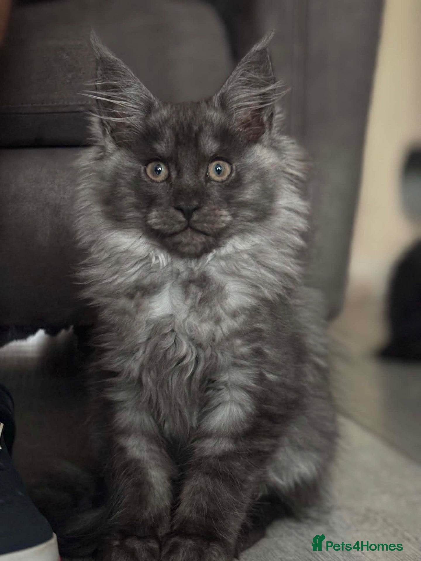 Maine Coon cats Tica registered black smoked male Maine coon - Advert 2