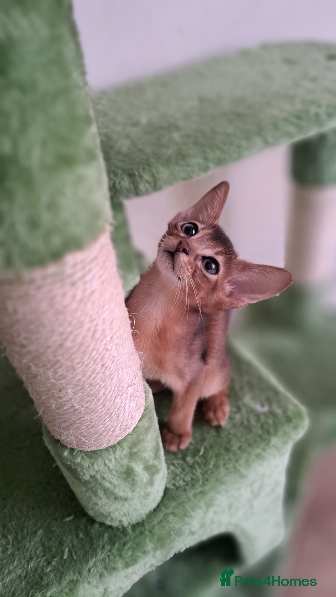 Abyssinian cats for sale: Beautiful Abyssinian Kittens - Image 6