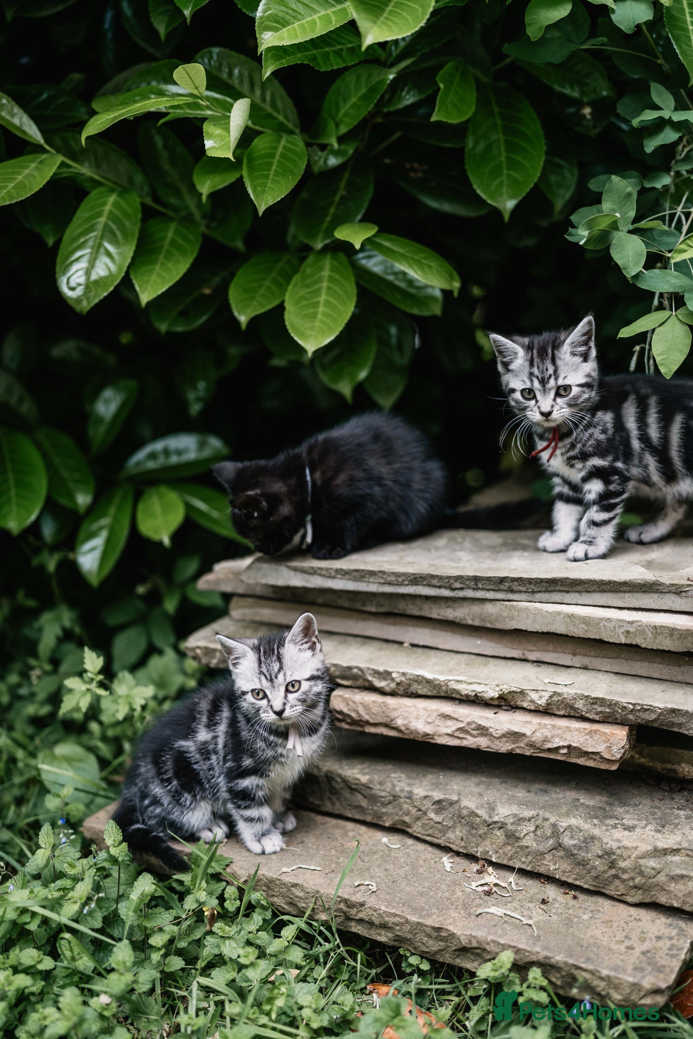 Mixed Breed cats READY NOW: British shorthair kittens - Advert 2