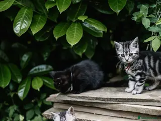 Mixed Breed cats READY NOW: British shorthair kittens - Advert 2