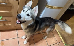 Siberian Husky dogs for stud: Look to Stud - Image 5
