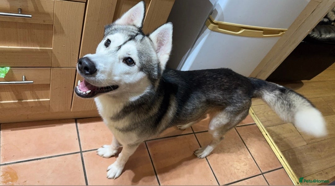 Siberian Husky dogs for stud: Look to Stud - Image 5