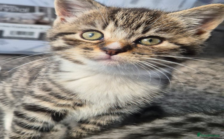 Brazilian Shorthair cats - Advert 1
