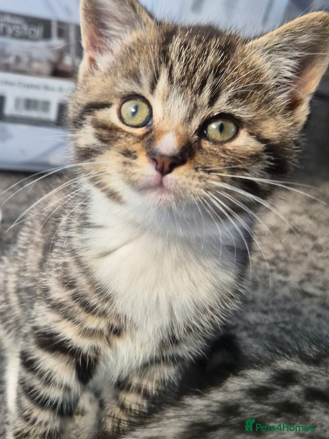 Brazilian Shorthair cats for sale: Kittens  - Image 1