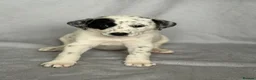 Mixed Breed dogs for sale: 8 beautiful pyrematian puppies  - Advert 6