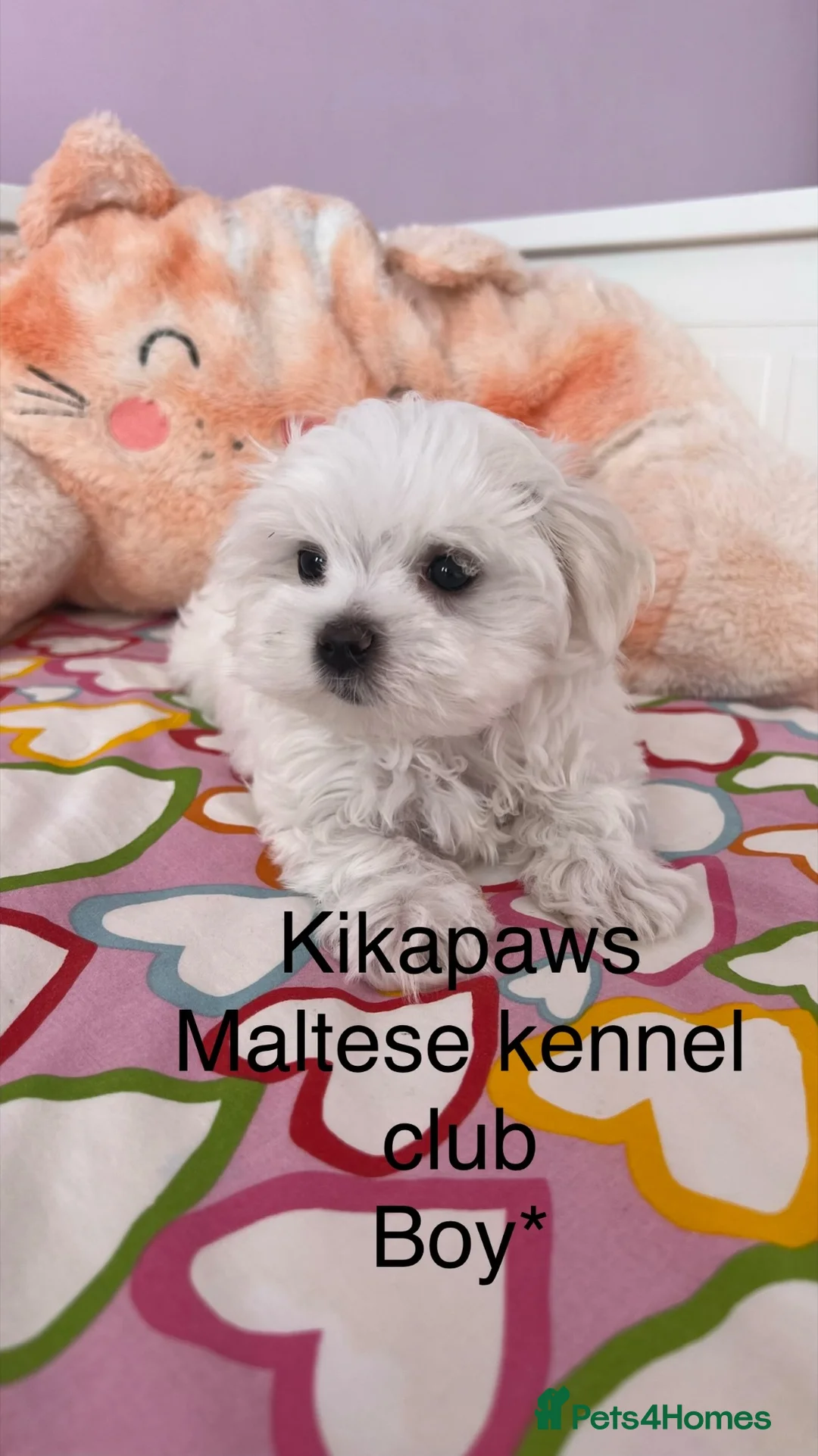 Maltese dogs for sale: Kikapaws Maltese puppies 🐶  - Advert 2