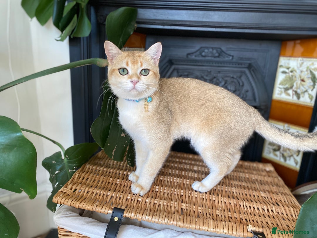Scottish Fold cats for sale: Golden Scottish Straight NY12 - Image 3