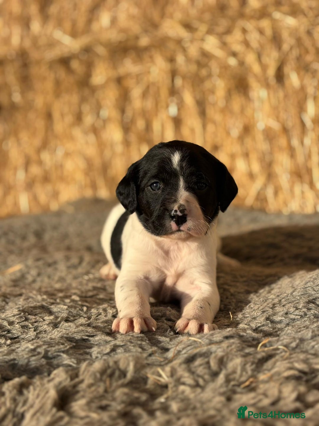 Springador dogs for sale: Springador Puppies - Advert 15