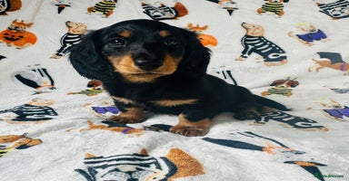 Miniature Dachshund dogs - Advert 7