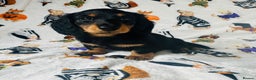 Miniature Dachshund dogs for sale: Ready NOW Stunning KC long haired mini dachshund  - Advert 3