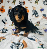 Miniature Dachshund dogs - Advert 1