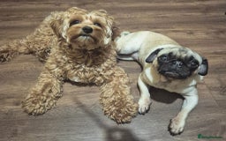 Pug dogs for sale: Sophie the pug needs a retirement home!  - Image 4