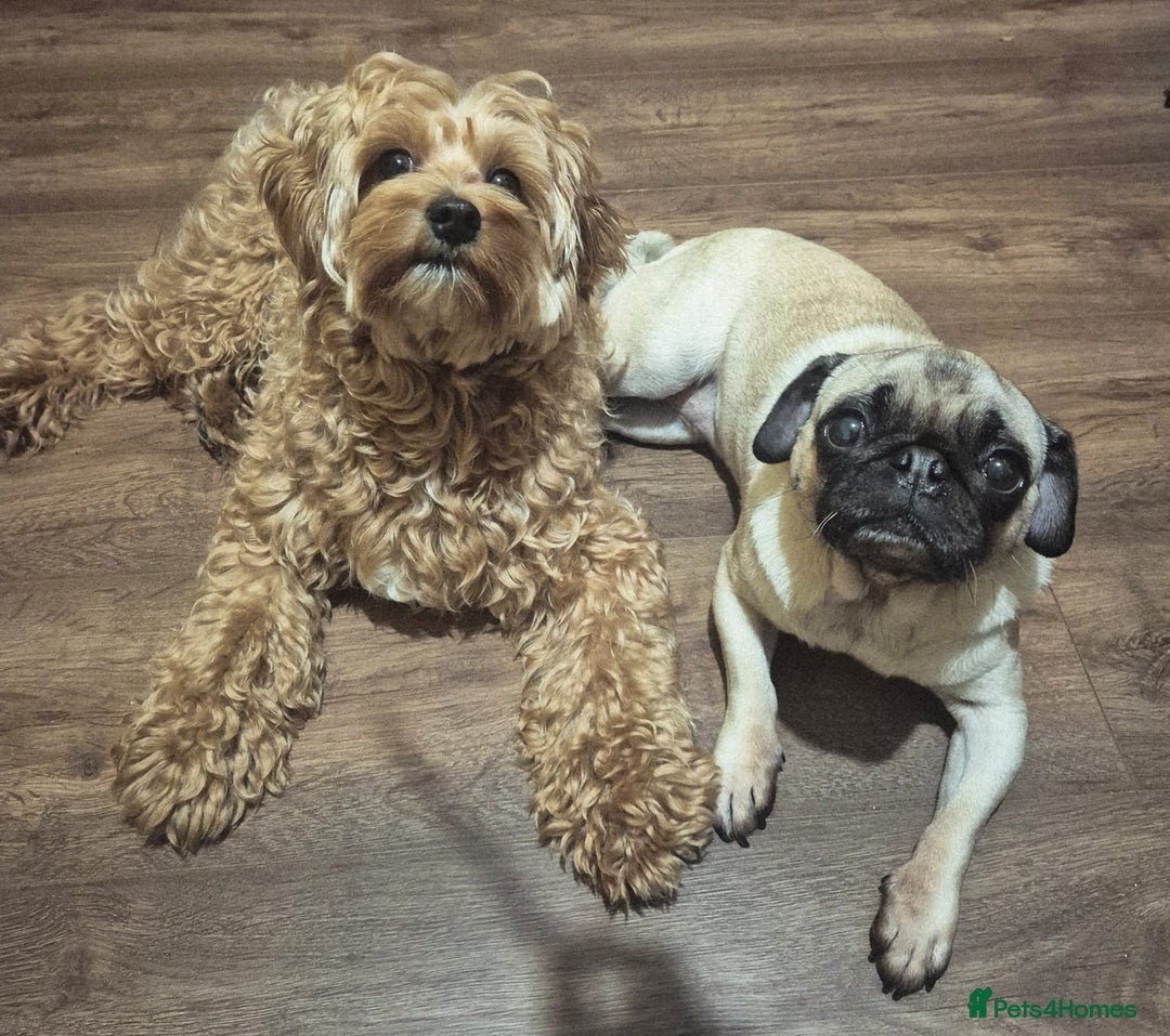 Pug dogs for sale: Sophie the pug needs a retirement home!  - Image 4