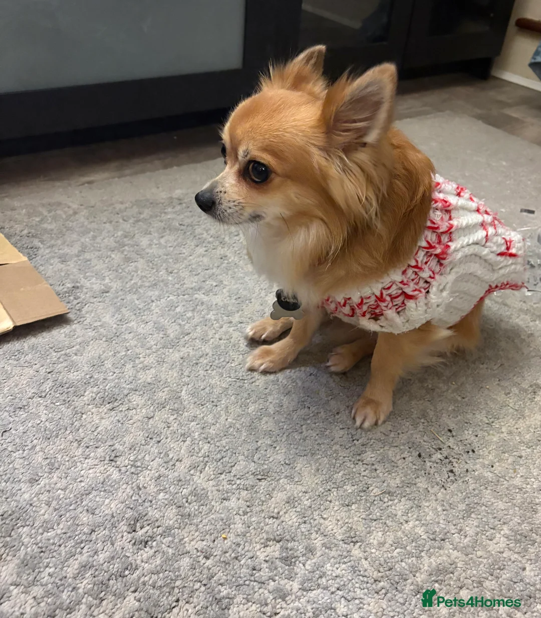 Chihuahua dogs for stud: Long Haired Chihuahua for Stud - Advert 4