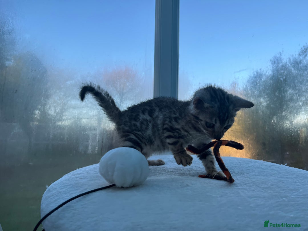 Bengal cats for sale: CUTE SILVER FEMALE BENGAL KITTEN (TICA)  - Advert 8