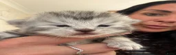 Mixed Breed cats for sale: 6x Scottish Fold/Main Coon/Bengal Kittens  - Advert 2