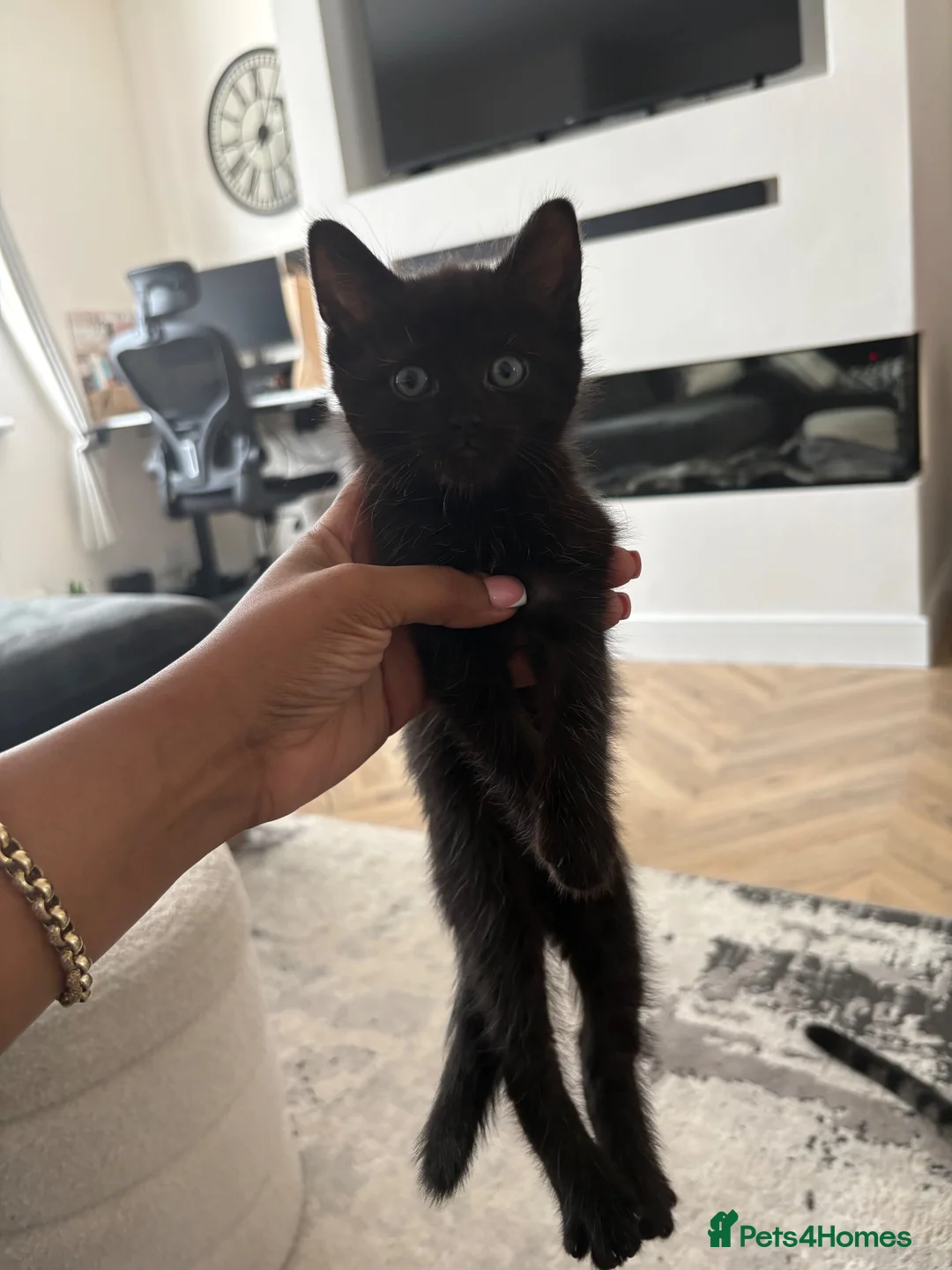 Mixed Breed cats for sale: 2 female kittens need their forever home - Advert 1