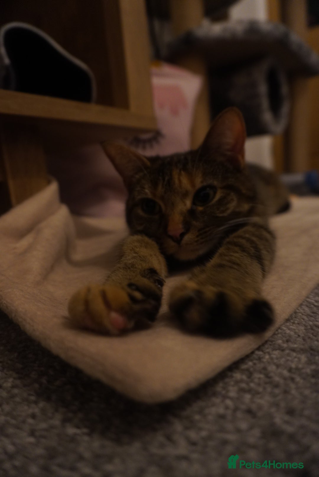 British Shorthair cats for sale: Britishshort hair and a tabby  - Advert 1