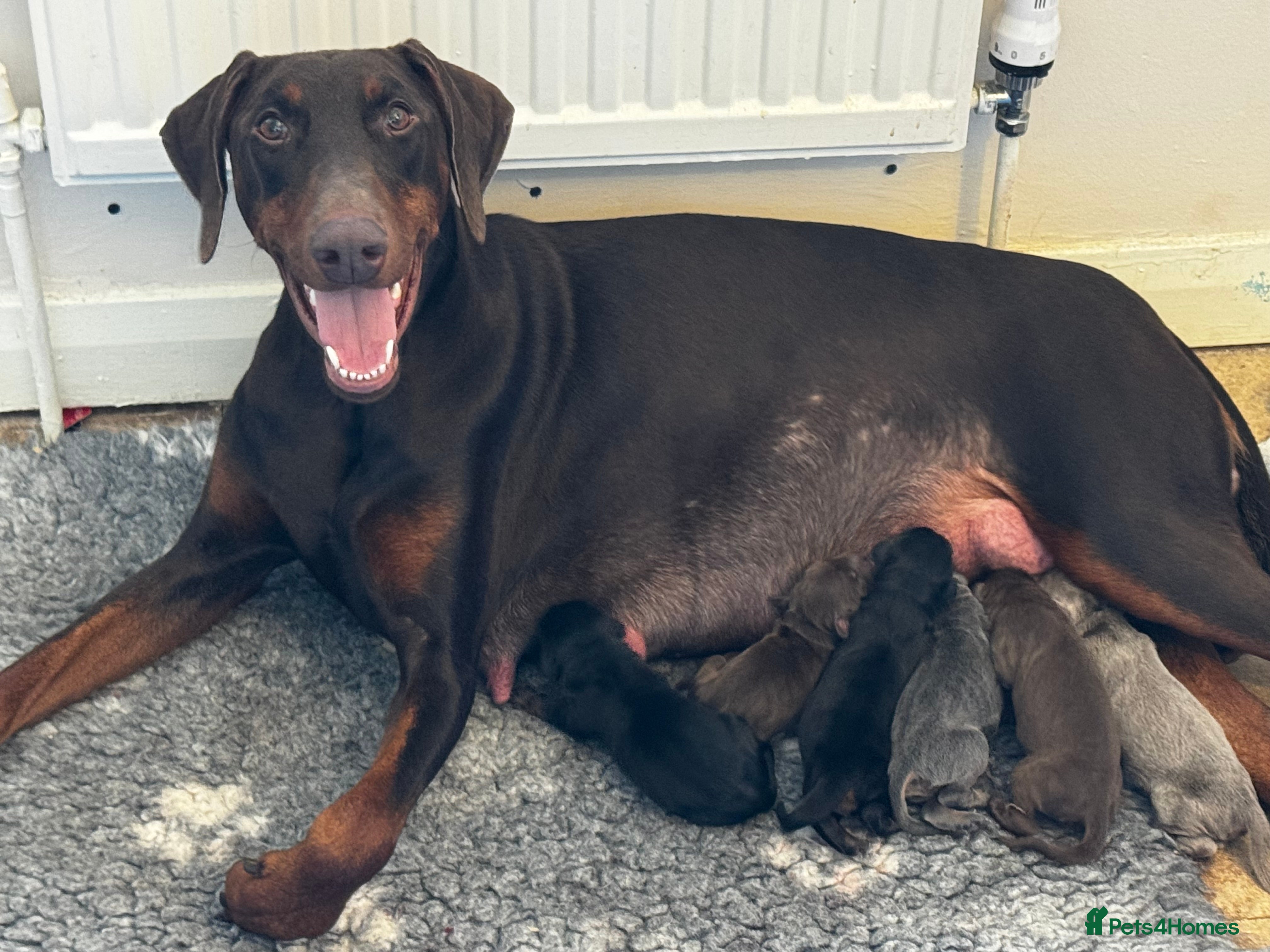 Dobermann dogs Last 3 puppies available  - Advert 2