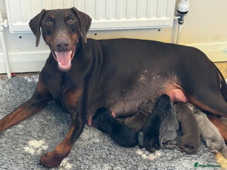 Dobermann dogs Last 3 puppies available - Advert 1