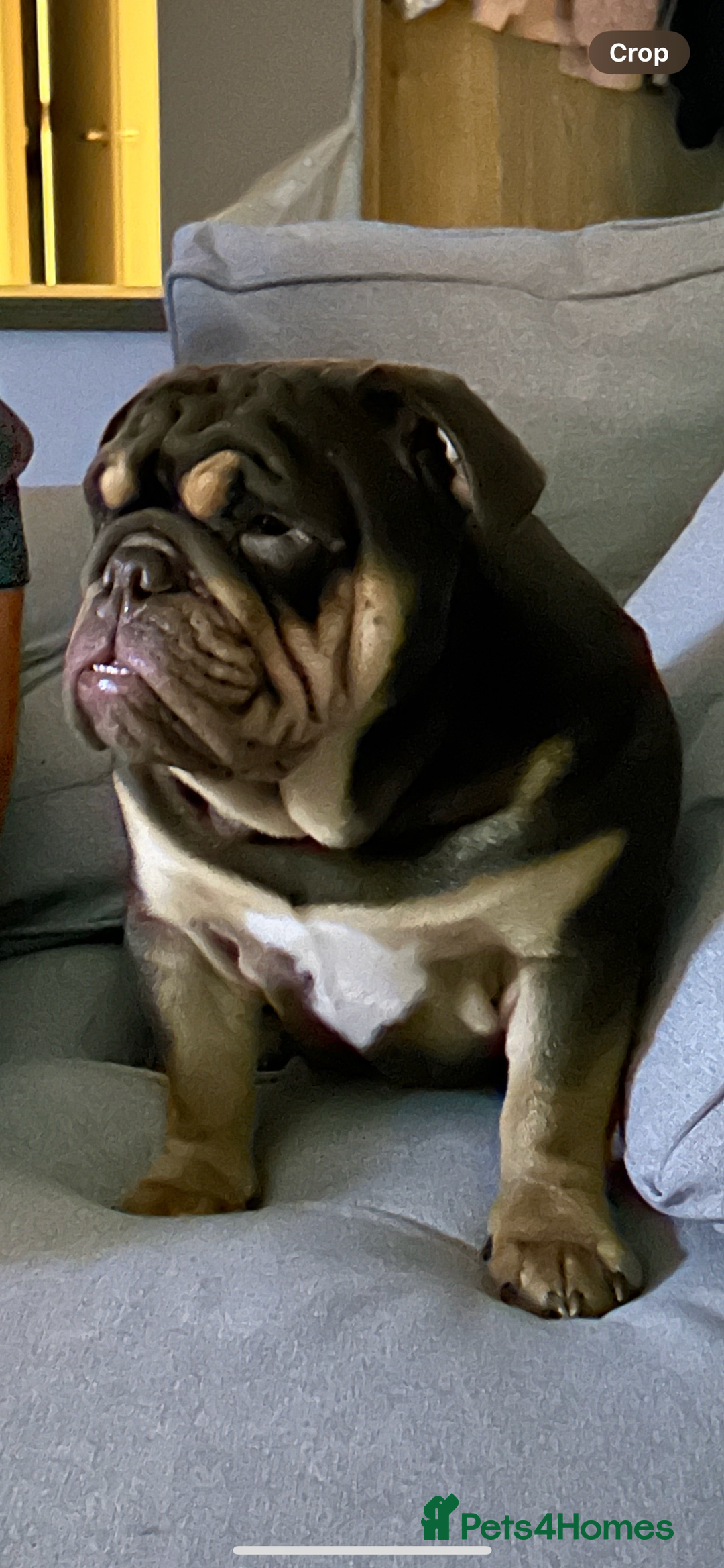 English Bulldog dogs for stud: Sons of king nemesis & epic bully (darling) in Southampton - Advert 11