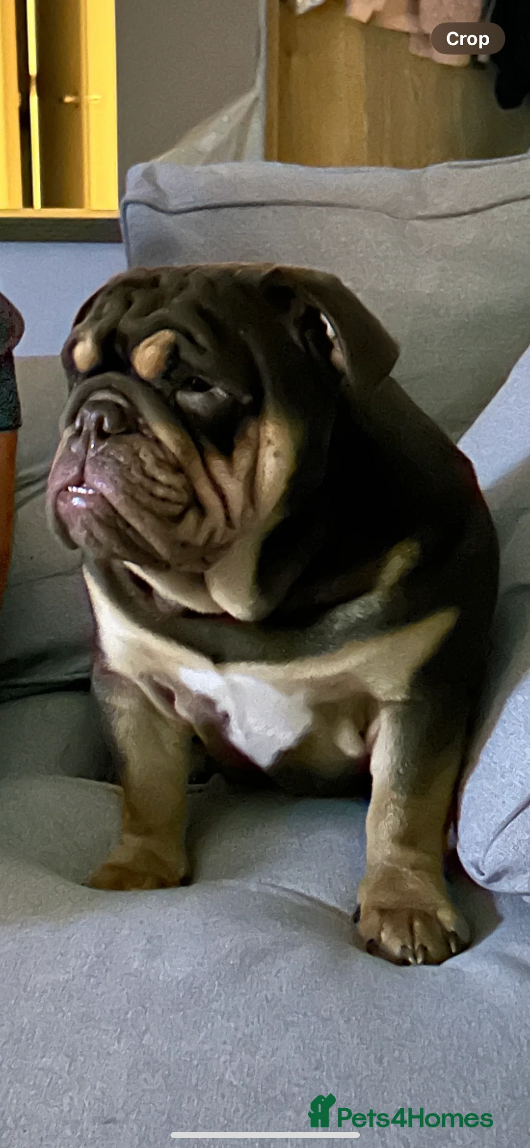 English Bulldog dogs for stud: Sons of king nemesis & epic bully (darling) in Southampton - Advert 11