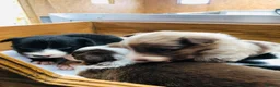 Border Collie dogs for sale: Stubleywood Border Collies - Advert 6