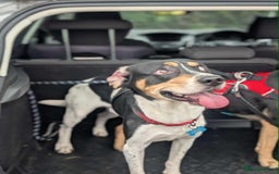 Mixed Breed dogs for adoption: Hutch is ready to find his forever family! - Image 10