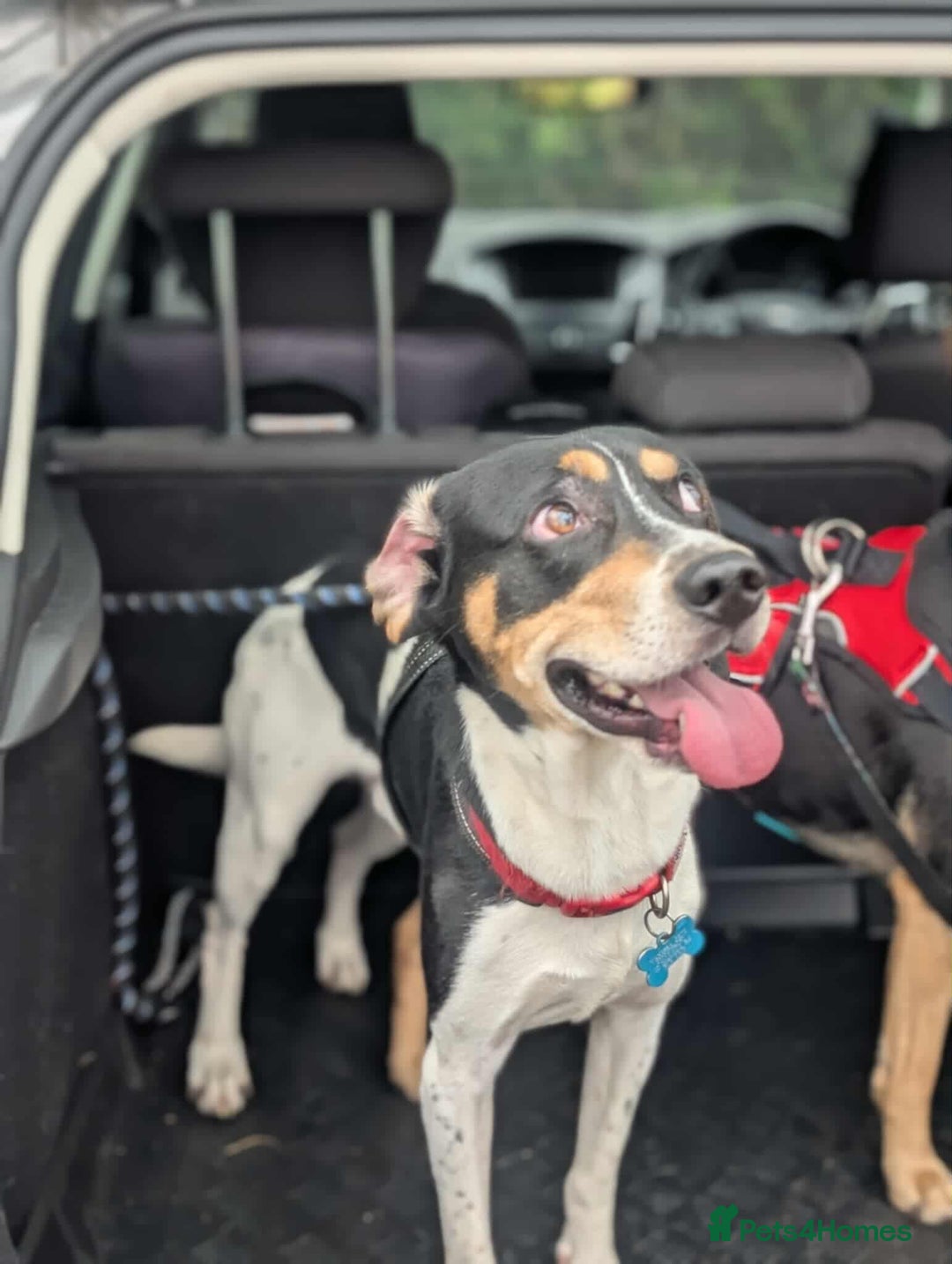 Mixed Breed dogs for adoption: Hutch is ready to find his forever family! - Image 10