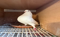 Pigeons birds for sale: Pouter pigeons for sell  - Image 4