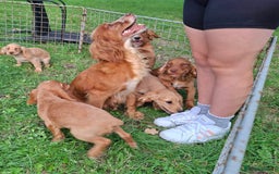 Cocker Spaniel dogs for sale: Working type cocker spaniel boys - Image 1