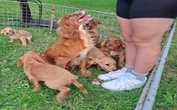 Cocker Spaniel dogs for sale - Advert 2
