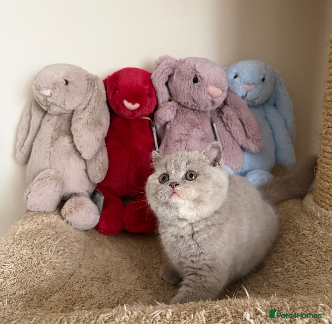 British Shorthair cats for sale: Lilac Tortie British Shorthair Female - Advert 5