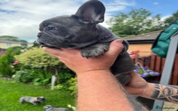 French Bulldog dogs for sale: 2 left Ready for FOREVER Home🏡French Bulldog 🐶🐾 in Preston - Image 13