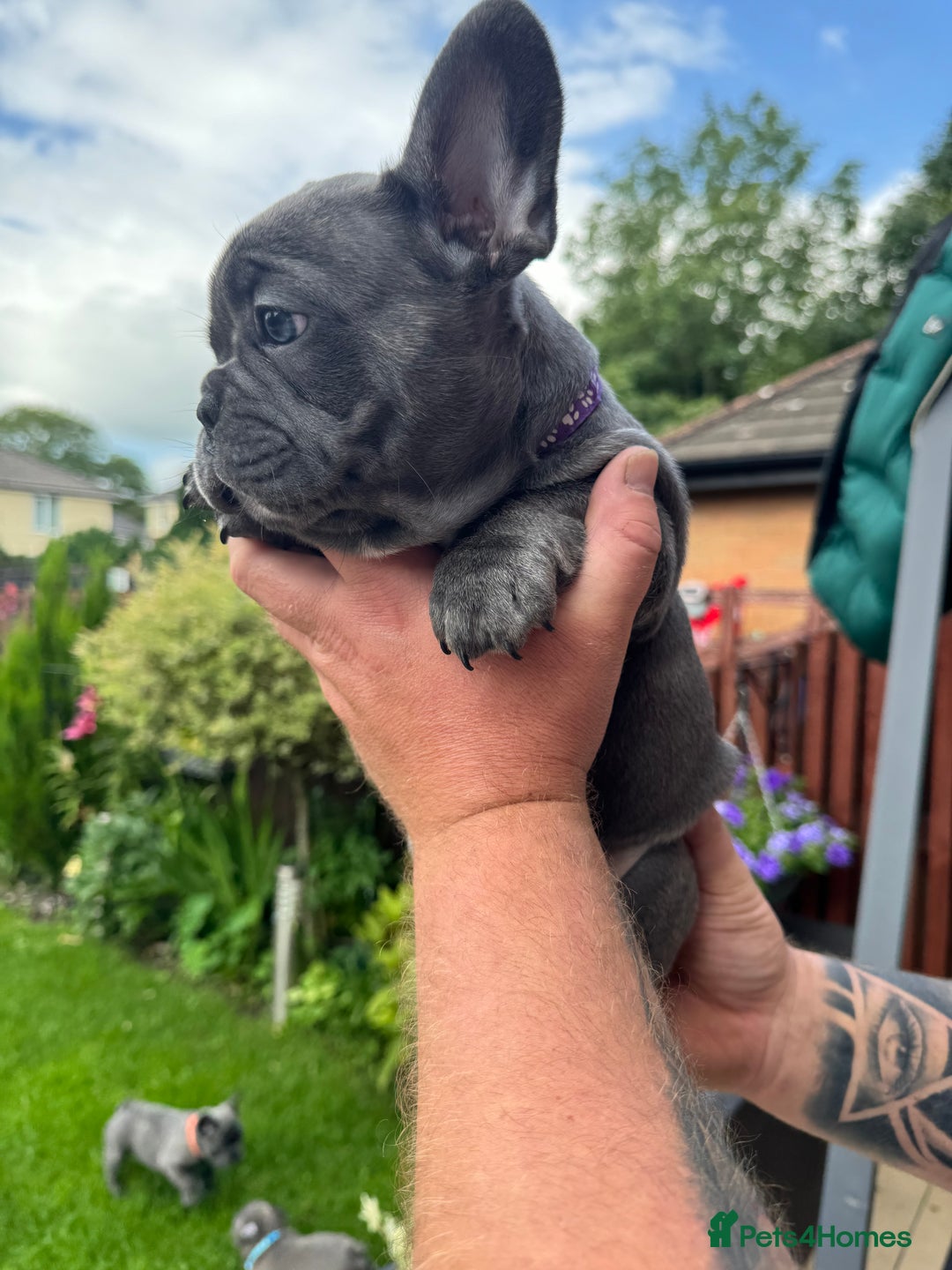 French Bulldog dogs for sale: 2 left Ready for FOREVER Home🏡French Bulldog 🐶🐾 in Preston - Image 13