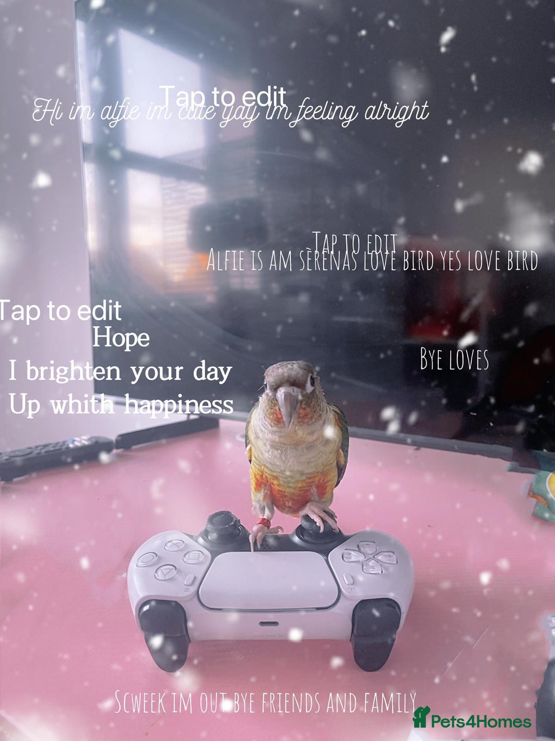 Conures birds for sale: Beautiful Male Conure for Sale  - Advert 3