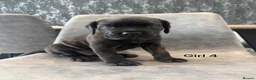 Cane Corso dogs for sale: Ready to collect Exceptional Cane Corso puppies   - Advert 16
