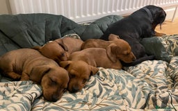 Miniature Dachshund dogs for sale: 🌭 Little Sausages Looking for Big Love! ❤️🐾 - Image 10