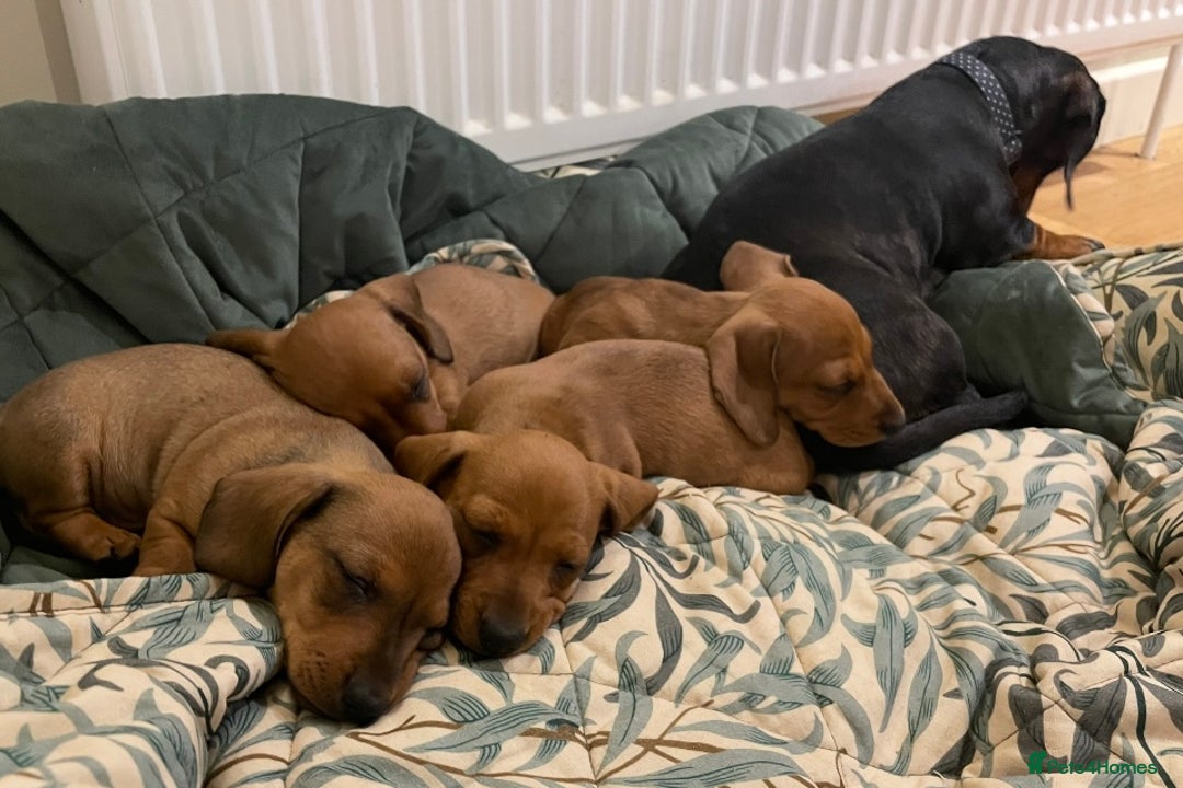 Miniature Dachshund dogs for sale: 🌭 Little Sausages Looking for Big Love! ❤️🐾 - Image 10