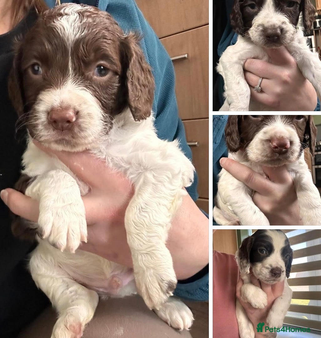 English Springer Spaniel dogs RKC English Springer Spaniel  - Advert 7