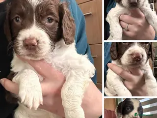 English Springer Spaniel dogs RKC English Springer Spaniel - Advert 7