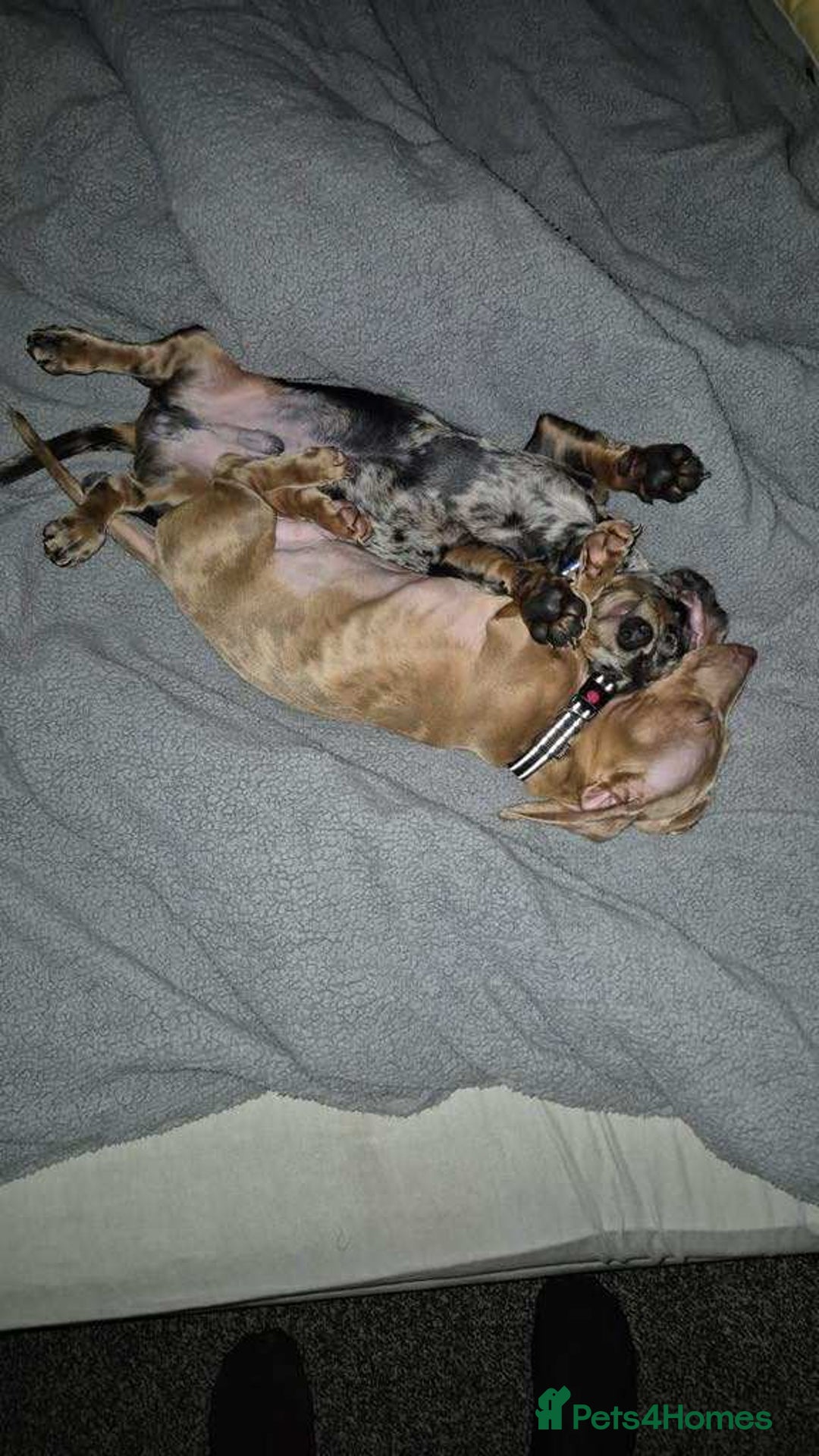 Miniature Dachshund dogs for sale: Two male miniature dachshund  - Image 1