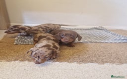 Miniature Dachshund dogs for sale: Chocolate Isabelle dapple miniature dachshund - Image 5